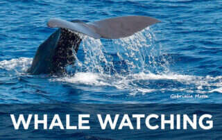 Whale Watching Marina di Varazze