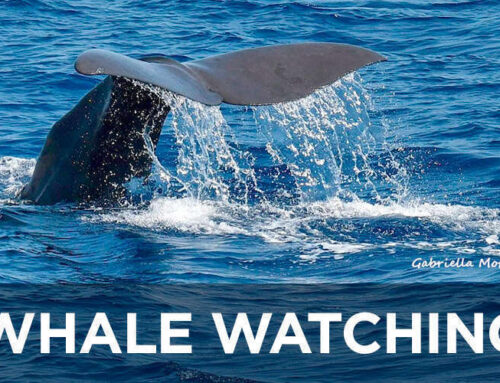 Scoprite il Whale Watching con noi!